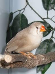 Image 4 of Beautiful Young Zebra Finch PAIRS for Sale