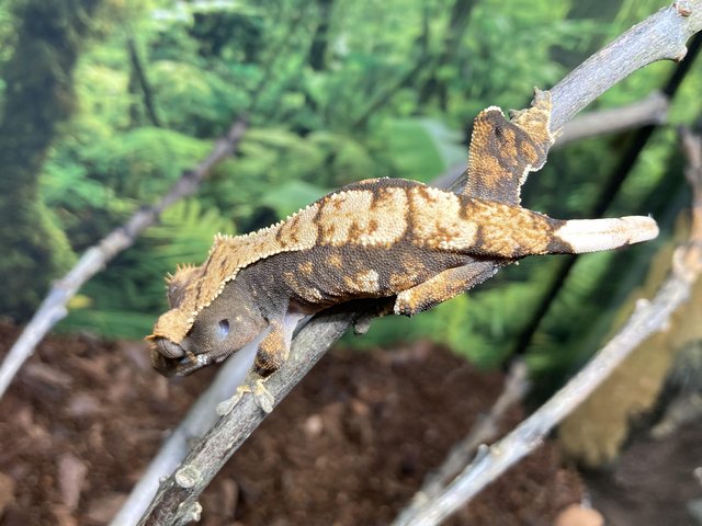 Preview of the first image of Unsexed juvenile dark based flame crested gecko.