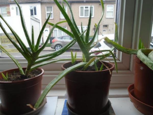 Image 2 of Aloe vera plants, various larger sizes