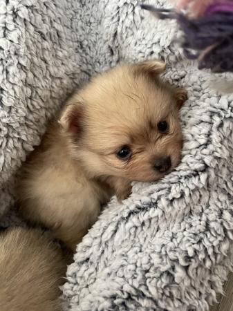 Image 5 of Ready NOW Pomeranian Puppies