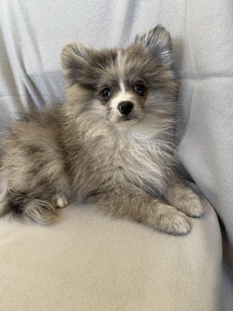 Image 6 of Beautiful Pomeranian Merle Boy