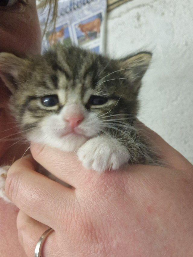 Preview of the first image of Sold...Gorgeous Male tabby Kitten.