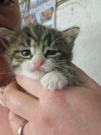 Image 1 of Sold...Gorgeous Male tabby Kitten