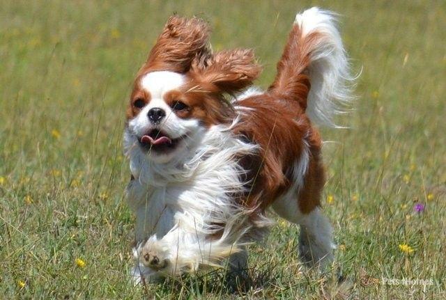 Preview of the first image of Cavalier King Charles For Stud-Health Tested & Proven.