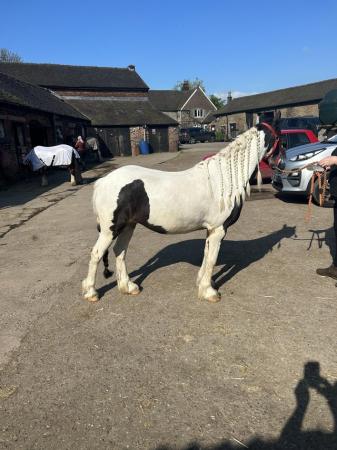 Image 3 of Welsh cob for sale 6 years old