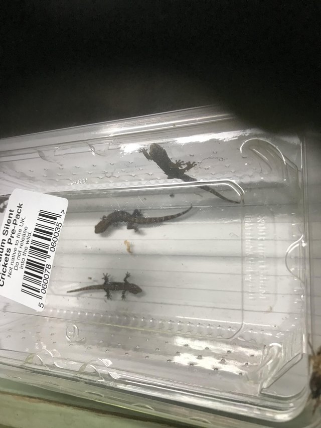 Preview of the first image of Baby mourning geckos ready now.