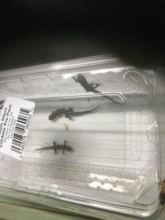 Image 1 of Baby mourning geckos ready now