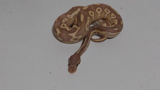 Image 3 of 2022 Banana Leopard Mojave Female Ball Python