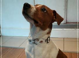 Image 5 of Jack Russell Terrier For Sale