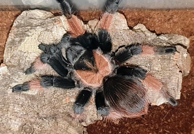 Image 8 of Mexican Red Knee adult tarantula with enclosure