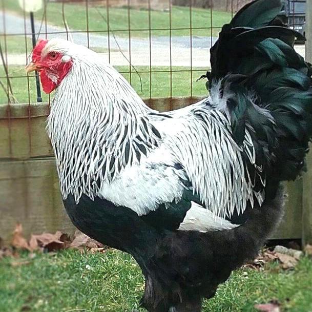 Preview of the first image of DARK SILVER COLUMBIAN BRAHMA L/F HATCHING EGGS WANTED.