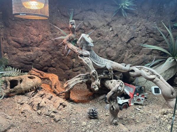Image 5 of Male bearded dragon with 4ft Viv with custom background