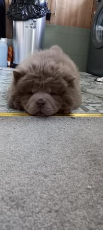 Image 4 of Chow chow male lilac puppy