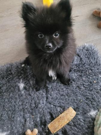 Image 13 of Beautiful Pomeranian puppy eady now