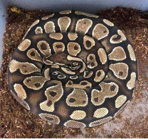 Image 5 of proven breeder adult Female Gravel Ball Python