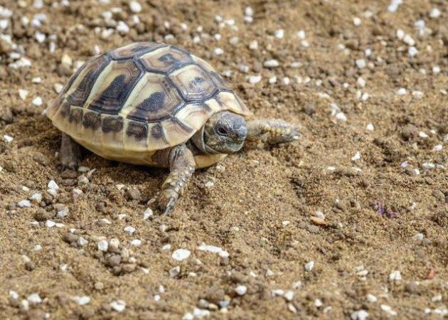 Image 5 of Captive Bred Baby Herman’s tortoises (Testudo hermanni)