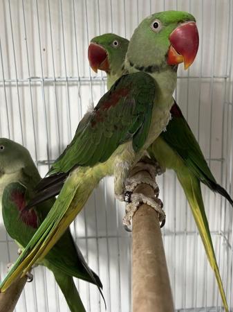 Image 5 of Beautiful Big Tame & Breeding Alexandrine Talking Parrots