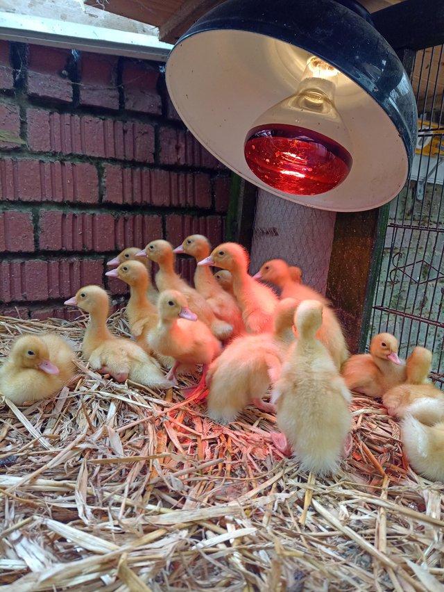 Preview of the first image of Indian runner ducklings for sale.