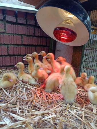 Image 1 of Indian runner ducklings for sale