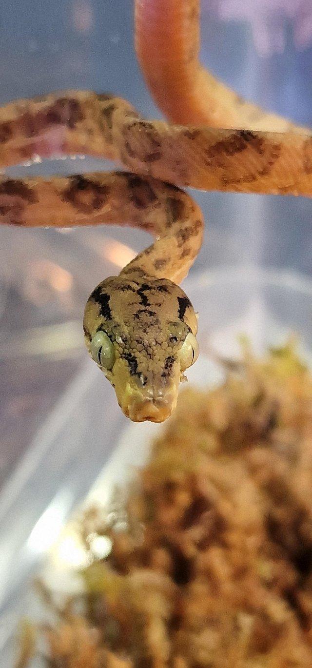 Preview of the first image of CB2022 Amazon Tree Boa - Sibling to x2 IHS Best Snake.