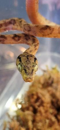 Image 1 of CB2022 Amazon Tree Boa - Sibling to x2 IHS Best Snake