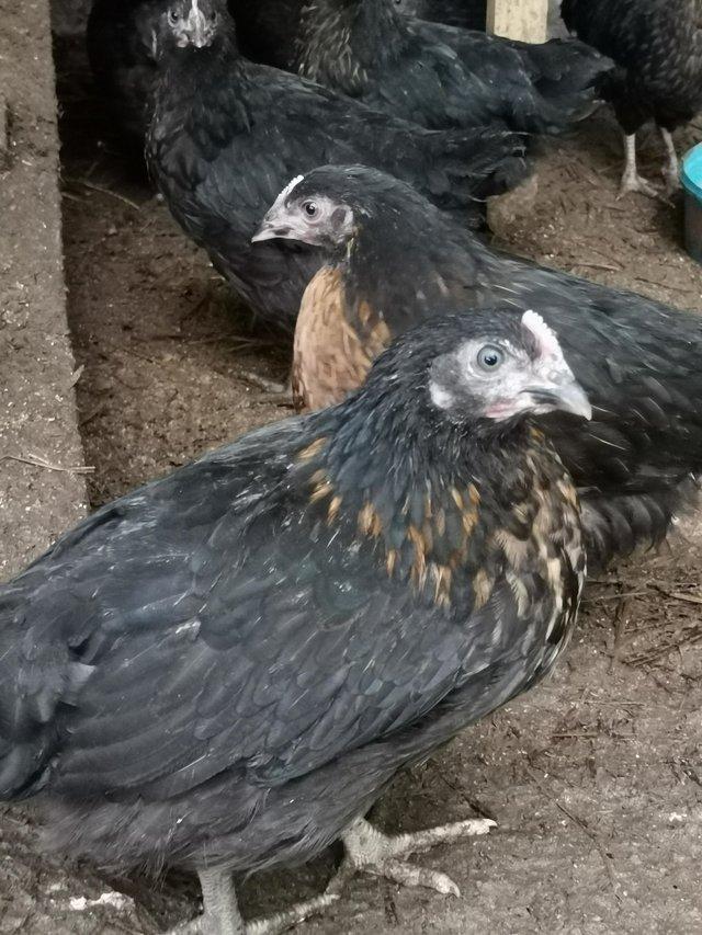 Preview of the first image of 9 week old, black star pullets (layer chicks).