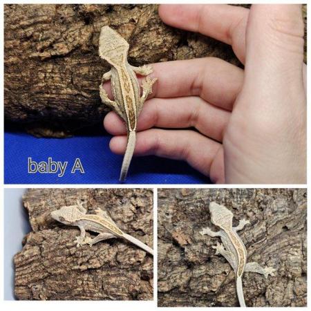 Image 2 of stunning baby crested geckos looking for forever homes