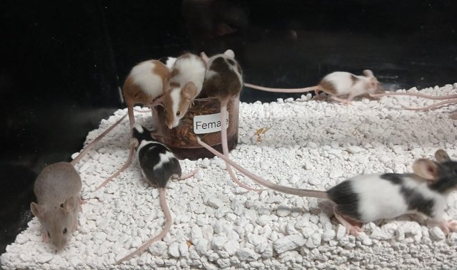 Image 18 of Baby Mice , Tri and mixed coloured