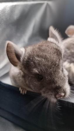 Image 6 of Beautiful Chinchillas for sale