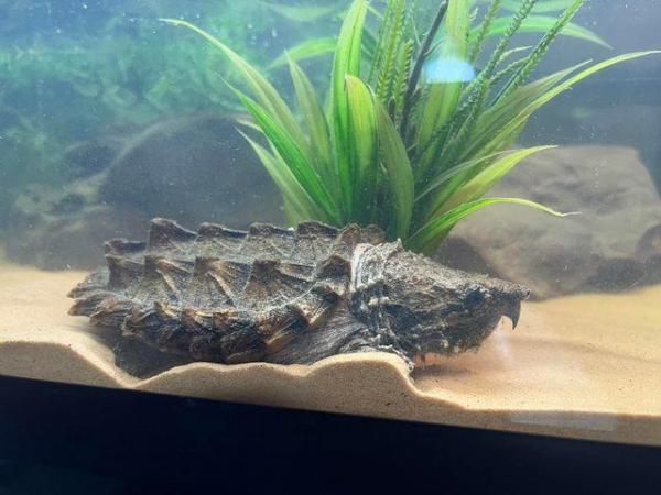 Image 3 of 3 Year old Alligator Snapping Turtles and full setup
