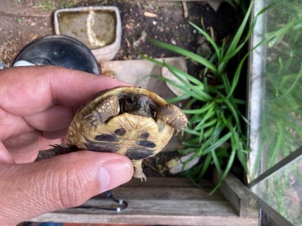 Image 8 of Herman tortoise hatched July 2023 with cities certification