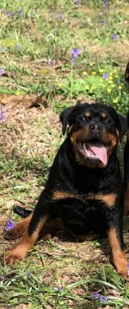 Image 3 of Female Rottweiler Puppy For sale
