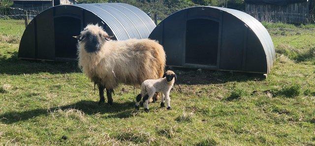 Image 2 of Pedigree Valais Blacknose Ewe & Lamb