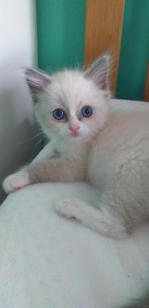 Image 12 of Pure Breed Ragdoll Kittens