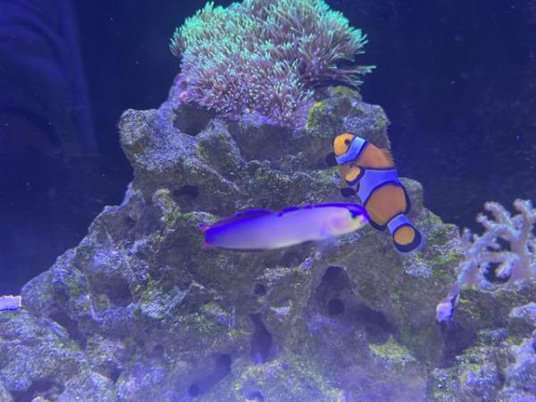 Image 3 of Red Sea Max Nano including fish and corals
