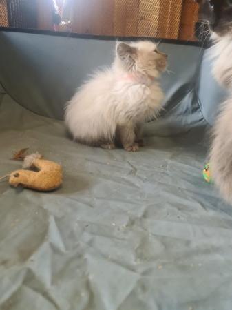 Image 1 of Ragdoll kittens ready to leave