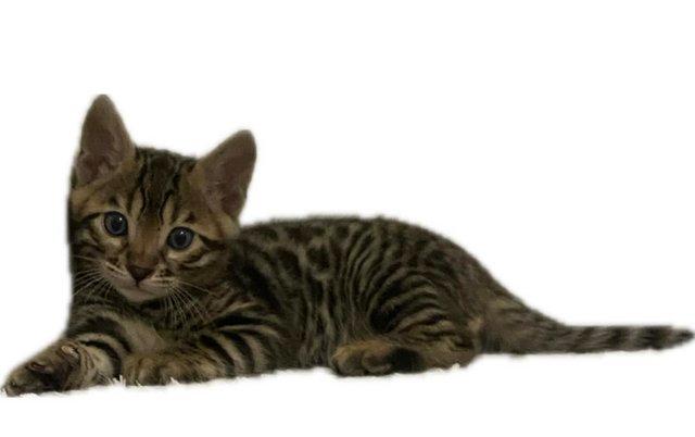 Image 5 of My last beautiful baby boy Bengal available