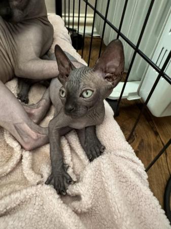 Image 20 of 2 sphynx kittens ready now for loving homes