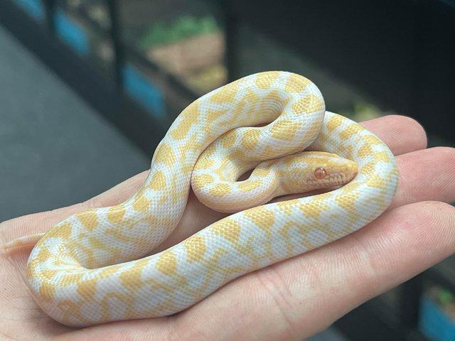 Preview of the first image of Albino Columbian Rainbow Boa The Marp Centre.
