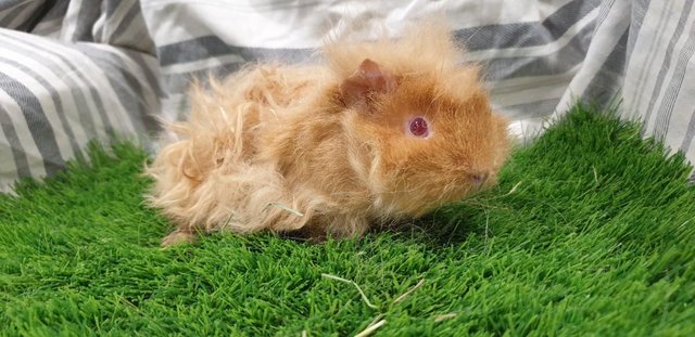 Image 4 of Various Sows (Female) Guinea Pigs for Sale