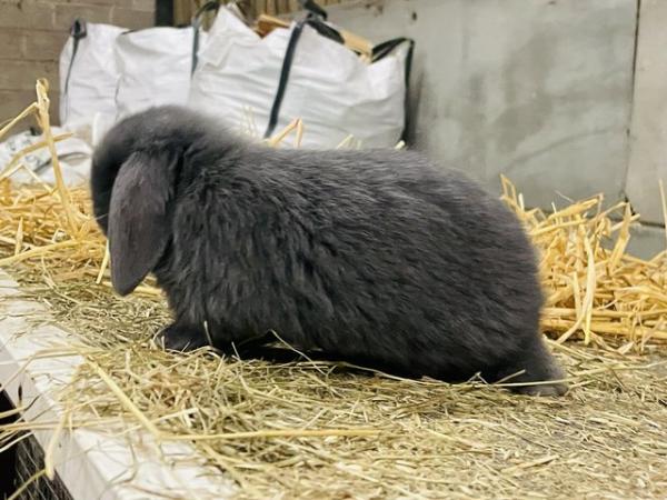 Image 1 of Stunning solid blue miniature lop Buck