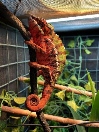 Image 1 of Male and female Ambilobe Panther Chameleons for sale