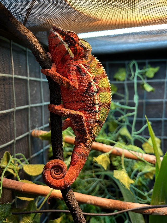 Preview of the first image of Male Ambilobe Panther Chameleon for sale.