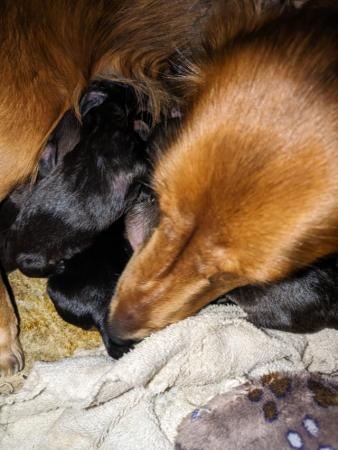 Image 2 of KC Reg Shaded red standard Long-haired Dachshunds