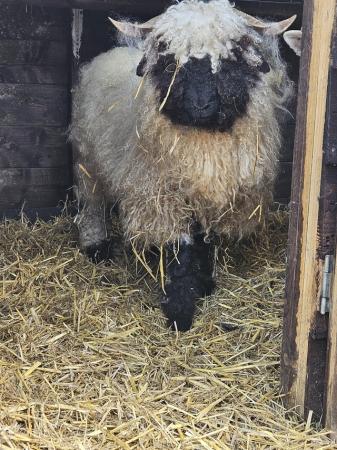 Image 4 of Various age valais blacknose sheep