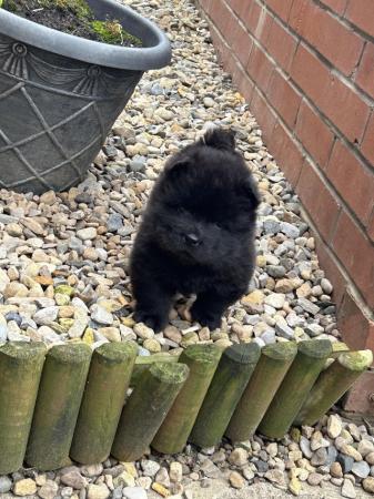 Image 6 of Kc reg chow chow puppies