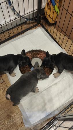 Image 5 of French bulldog girl puppies