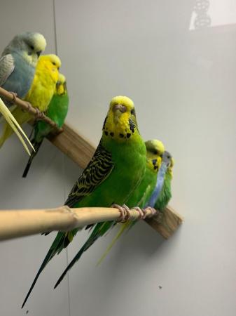 Image 2 of Stunning budgies for sale cock and hens available