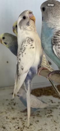 Image 1 of Aviary bred parent reared baby budgies.