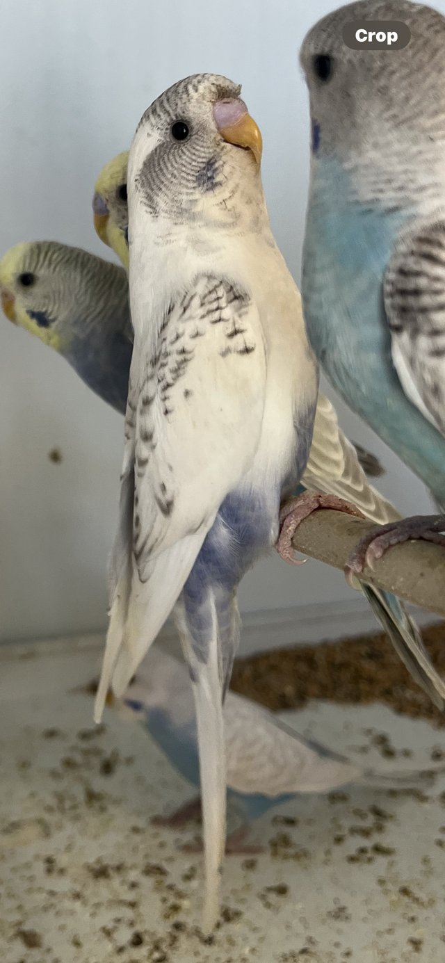 Preview of the first image of Aviary bred parent reared baby budgies..